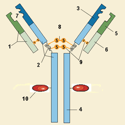 Inmunoglobulina.gif