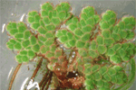 anabaena.gif