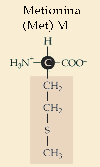 Metionina.gif