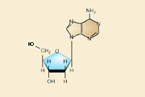 desoxiadenosina
