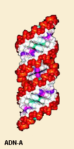 ADN-A