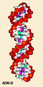 ADN-B