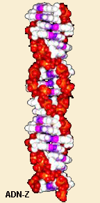 ADN-Z