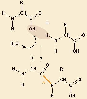 enlace-peptidico.gif
