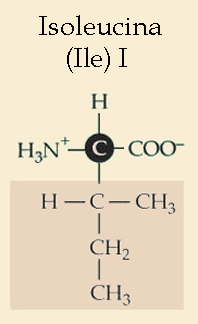 isoleucina.gif