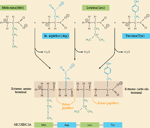 peptido.gif