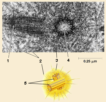 centrosoma.jpg
