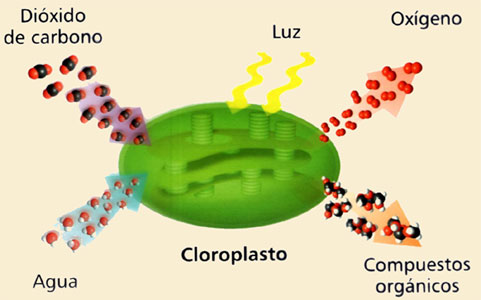 cloroplastoa.jpg
