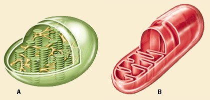 A: cloroplasto; B: mitocôndria