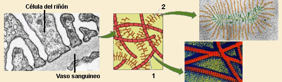 matriz.jpg