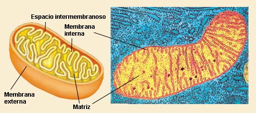 mitocondriab.jpg
