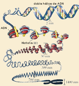 norgcromatina.gif