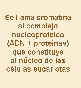 norgcromatinac.gif