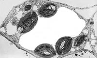 sm-vacuola.jpg