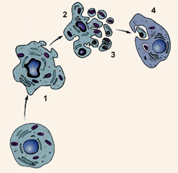 apoptosis.jpg