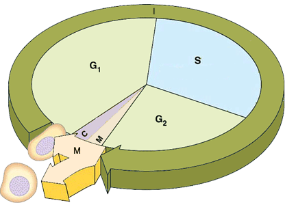ciclo3.gif