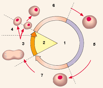 ciclo5.gif