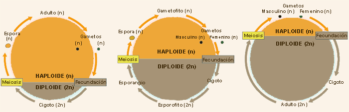 ciclosb.gif