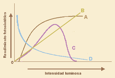 f_i_luminosa.gif