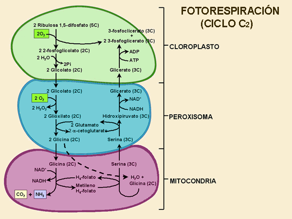 fotorresp.gif