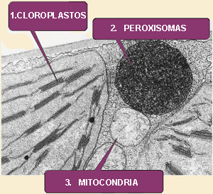 Fotorrespiración.gif