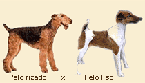 perros.gif