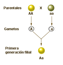 primera.gif