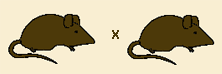 ratones.gif