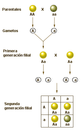 segunda.gif
