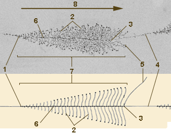 transcripción.gif
