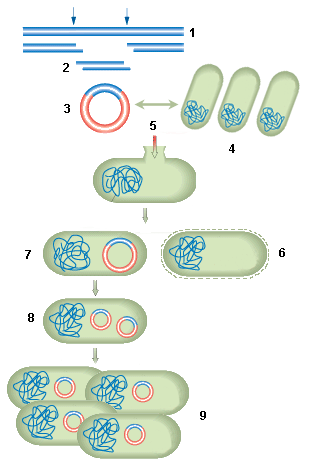 proceso de clonación
