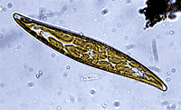 alga
