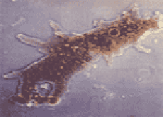 protozoo