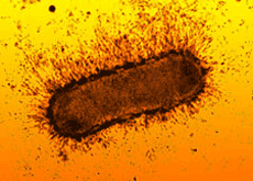 bacteria