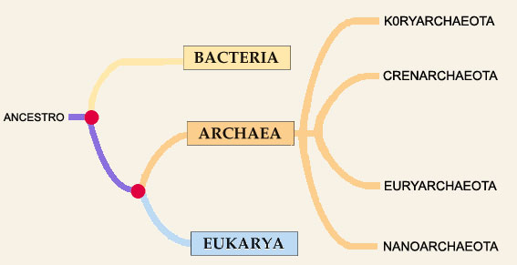 clas_archea.jpg