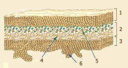 estructura_liquen.gif