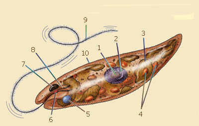 euglena.gif