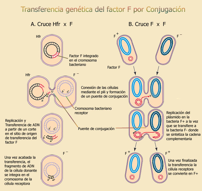 Conjugación.jpg