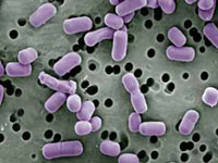 lactobacillus brevis.jpg
