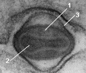 poxvirus