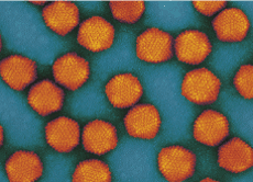 virus