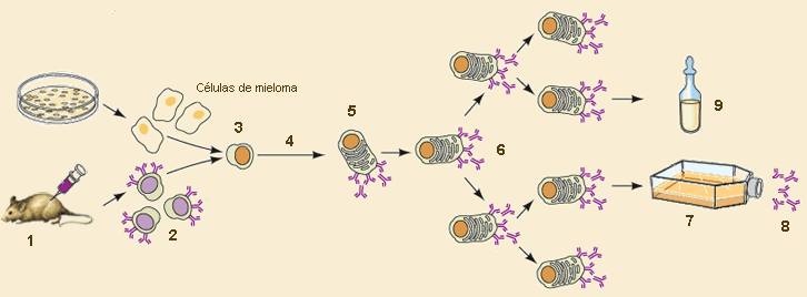 hibridomas