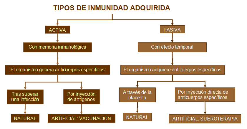 inmunidad.gif