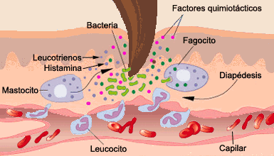 reacción inflamatoria.gif