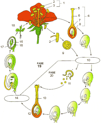 cicloangios.gif